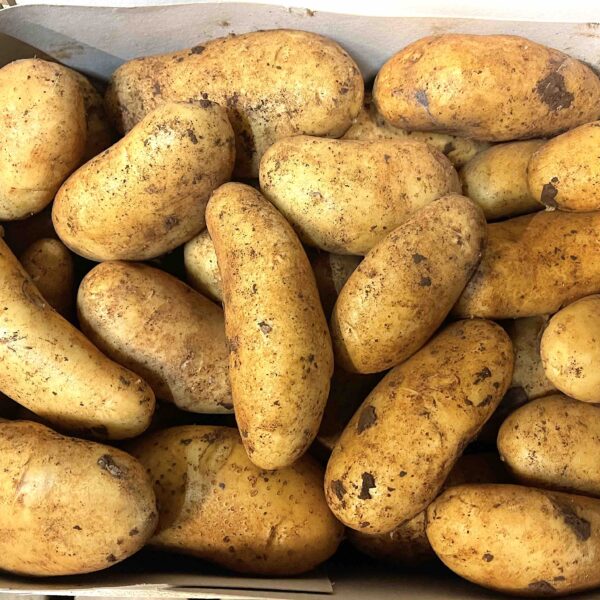 Zypern Kartoffeln 6 Kg
